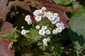 Tanacetum Parthenium